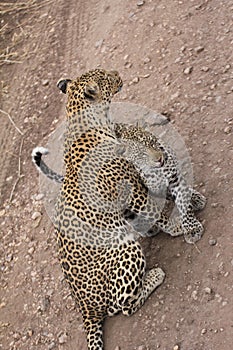 Cuddles between leopards - mother and daughter