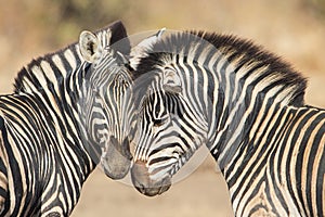 Cuddles between two zebras photo