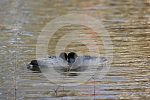 Cuddling Coots floating on a pond