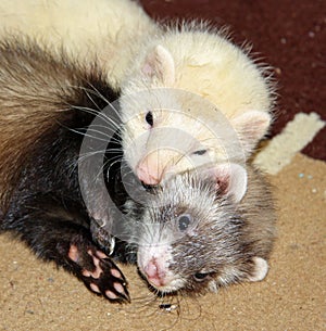 Cuddling ferrets photo