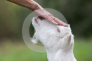 Cuddling goat on the head