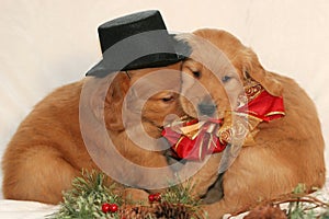 Cuddling golden retriever puppies