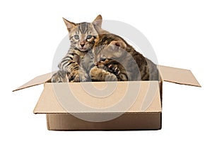 Cuddling kittens in box