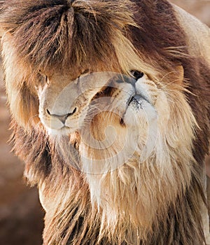 Cuddling lions in love