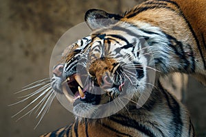 Cuddling tigers. Sumatran tiger, Panthera tigris sumatrae