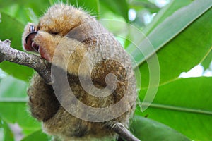 Cuddly anteater sleeping in tree branch.