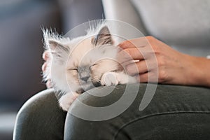 Cuddly cat lying on its owner`s lap