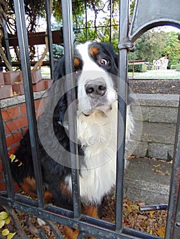 Cuddly Dog behind Gates