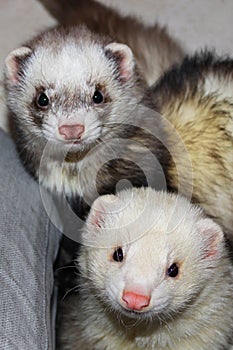 Cuddly ferrets