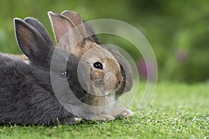 Cuddly furry rabbit bunny sitting and lying down sleep together on green grass over natural background. Close up face little