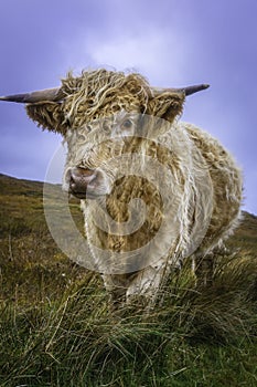 Cuddly highland cow standing on pasture and looking at camera