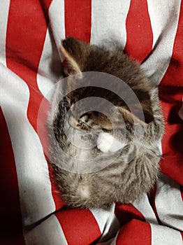 Cuddly Kitten on Blanket