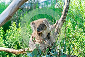 Cuddly koala up tree