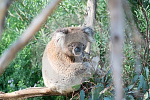 Cuddly koala up tree