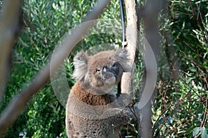 Cuddly koala up tree