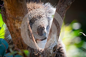 Cuddly koala up tree