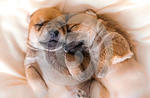 Cuddly newborn puppies in sweet dreams photo
