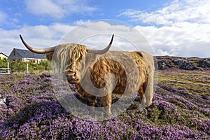 Cuddly Scottish highland cattle in pink heather, Scotland, Great Britain