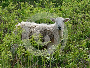 Cuddly sheep amidst fern plants