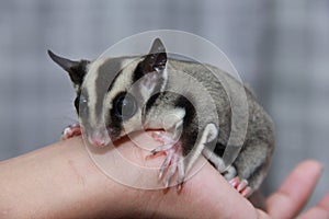 Cuddly sugar glider