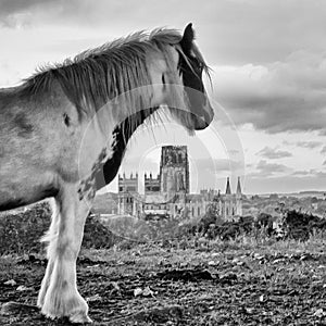 A cuddy overlooks the historic Coal mining capital of Durham City