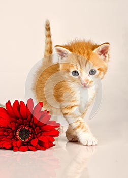 Cudly kitten walking away from red flower