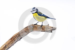 A cue blue tit perched sideways on a birch branch