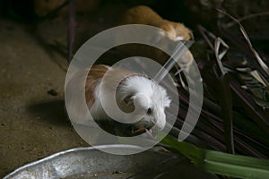 Cui is the name of the Guinean Pigs in PerÃº. People in this area eat this animals, normally roasted.