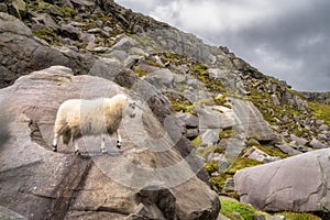 Cuilcagh Mountain Park, Furry sheep standing on a large boulder, Northern Ireland