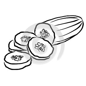 Cuke Sketch Vegetables Outline Vector Artwork