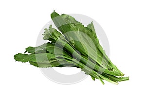 Culantro, Eryngium Foetidum isolated on white background