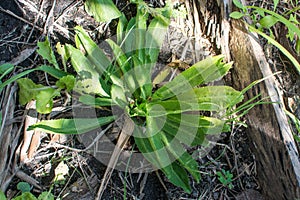 Culantro, Long coriander, Sawtooth coriander or Eryngium foetidum branch in garden