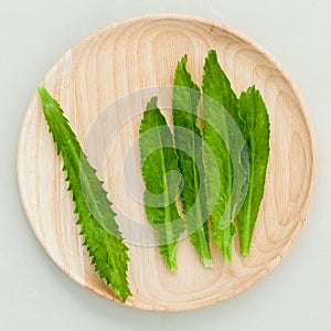 Culantro, Long coriander, Sawtooth coriander the herbs for seasoning of Thailand, India, Vietnam and other parts of Asia.