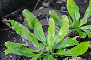 Culantro, Long coriander, Sawtooth coriander, Parsley