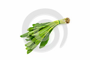 Culantro or Parsley.