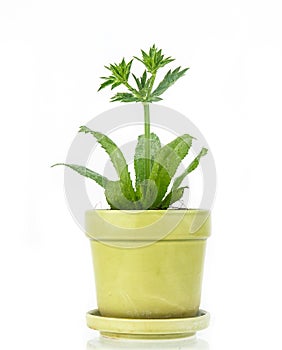 Culantro plant in pot