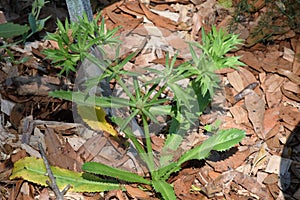 Culantro spice growing