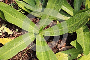 Culantro a wonderful herb in thai garden.