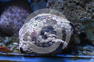 Culcita novaeguineae also known as bun starfish in aquarium closeup