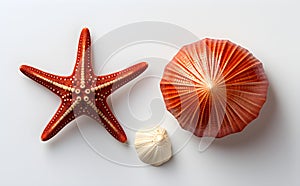culcita novaeguineae, a species of starfish depicted with other shells on a white background