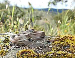 Culebra Bastarda en Sierra Morena