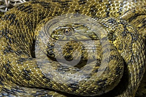 Culebra viperina Natrix maura resting.