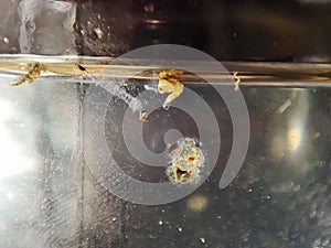 Culex genus mosquito larvae and pupae
