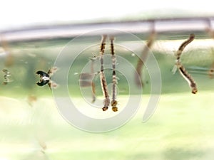 Culex genus mosquito larvae and pupae