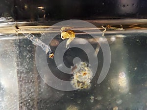 Culex genus mosquito larvae and pupae