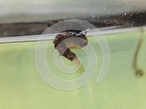 Culex genus mosquito pupae