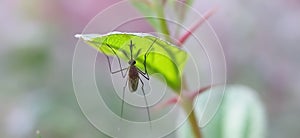 Culex pipiens Insects on leaf in indian village garden image Mosquitoes image