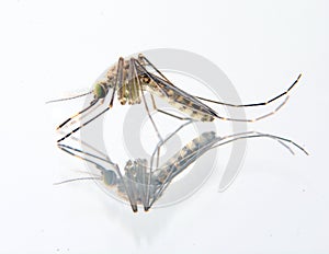 Culex tritaeniorhynchus mosquito