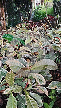 Culiflower leaf in the garden