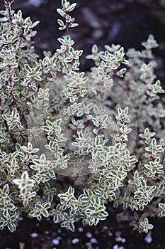 Culinary Herb - Siver Posie Thyme in the Herb Garden